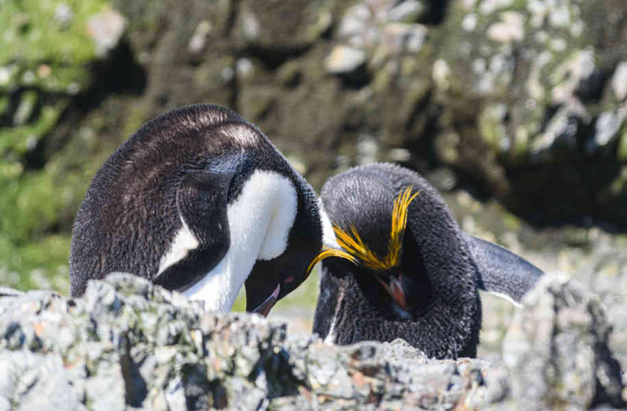 Pingüino Macaroni - islas Georgias del Sur 35.jpg